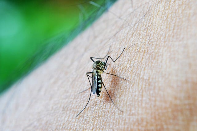 Virus Zika příznaky